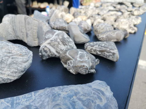 西安絲路杯全國觀賞石精品特色展開幕，全國電石藝術煥發新光彩