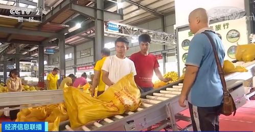 黃金果上市季 單店日銷破十萬，全國電石產業再引關注